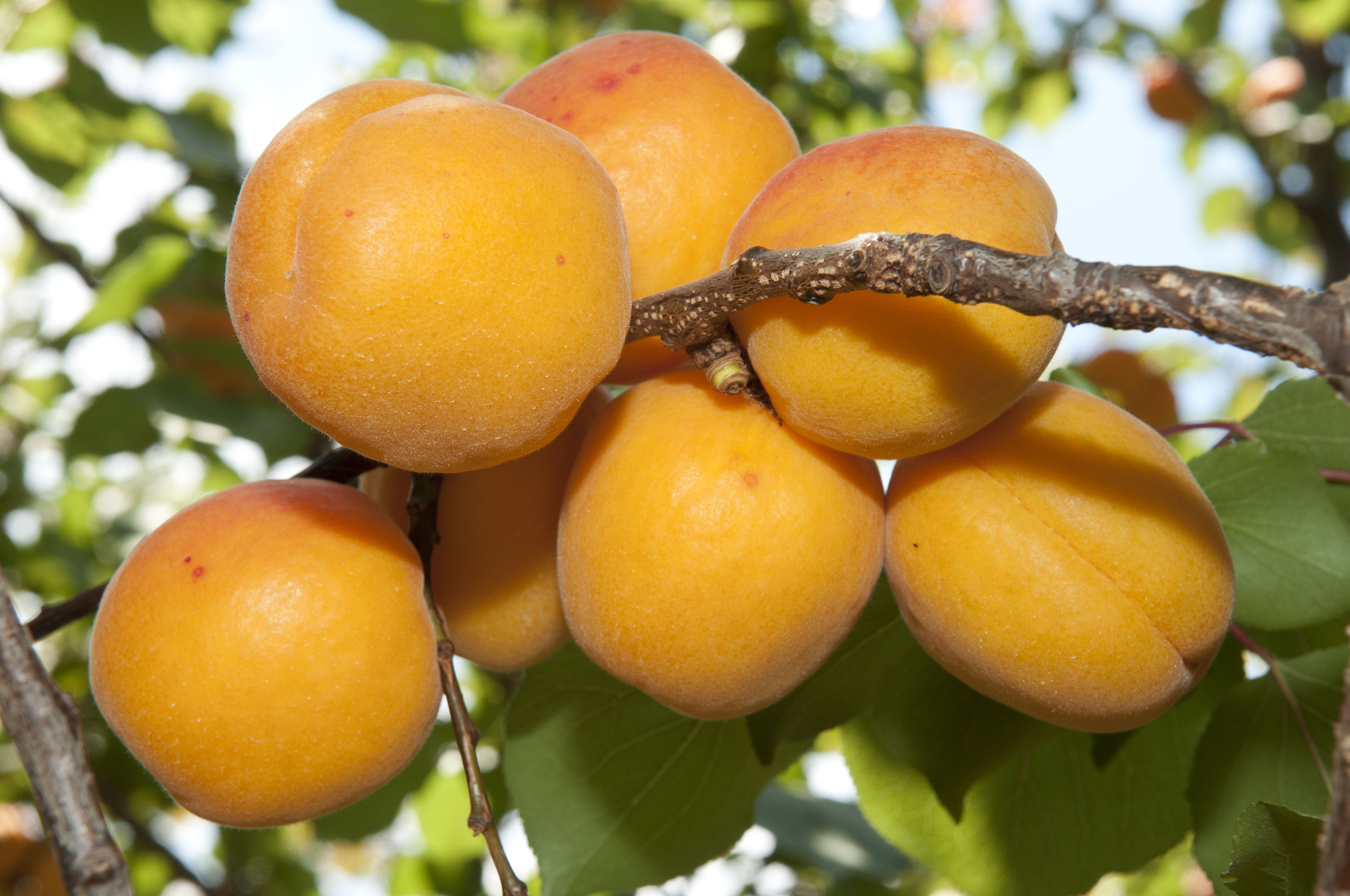 Tree Ripe Fruit Ready to eat! – Horotane Apricots
