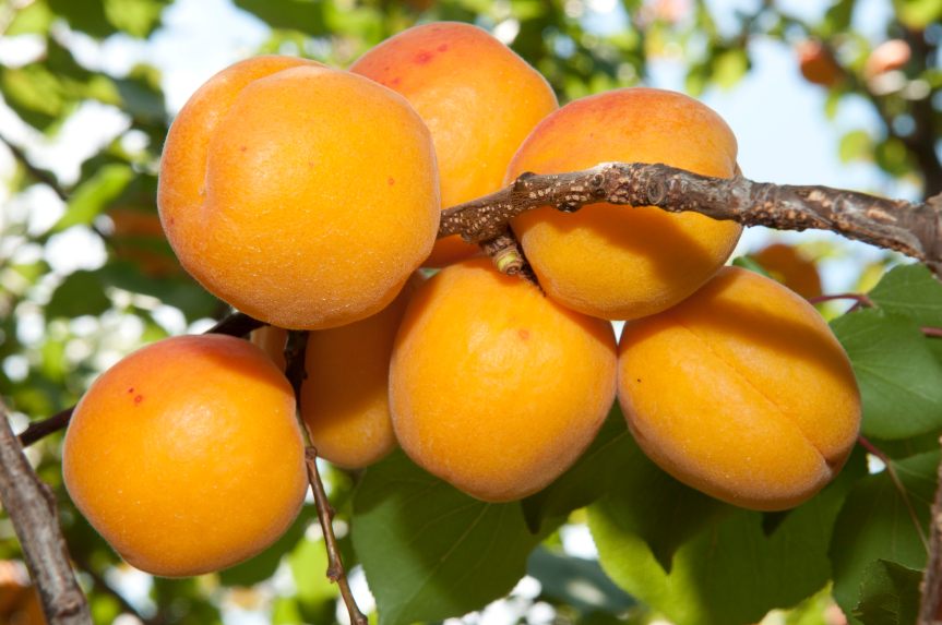 Ripe Sundrop apricots